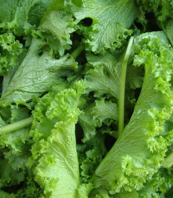 Mustard Southern Giant Curled